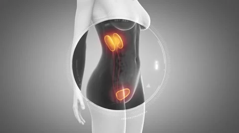 3D animation of  URINARY SYSTEM anatomy in loop Video stock 51476523