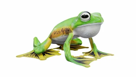 3d animation of Wallace's Flying Frog Stock Footage 241261484