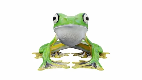 3d animation of Wallace's Flying Frog Stock Footage 241261490