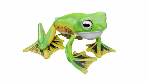3d animation of Wallace's Flying Frog Stock Footage 241261498