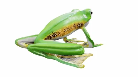 3d animation of Wallace's Flying Frog Stock Footage 241261499