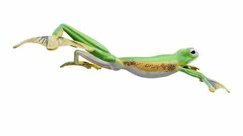 3d animation of Wallace's Flying Frog Stock Footage 241261506