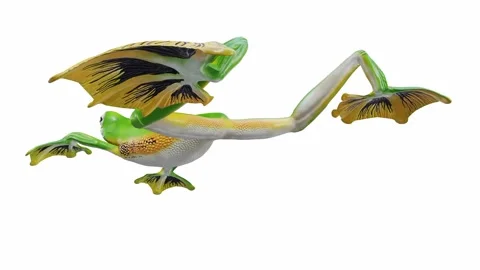 3d animation of Wallace's Flying Frog Video stock 241261512