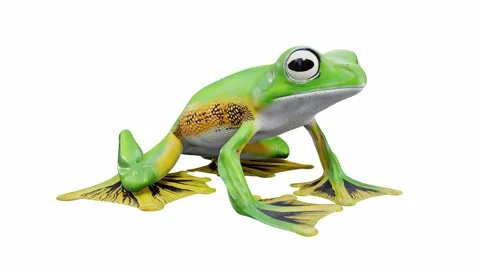 3d animation of Wallace's Flying Frog Video stock 241261513