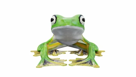3d animation of Wallace's Flying Frog Stock Footage 241261515