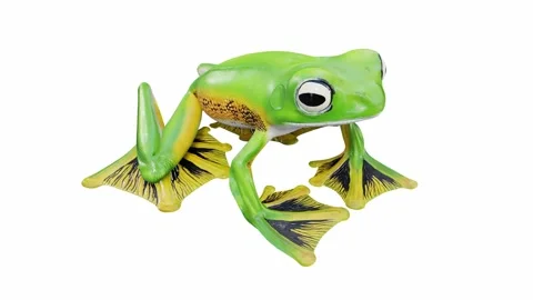 3d animation of Wallace's Flying Frog Stock Footage 241261521