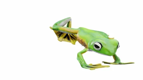 3d animation of Wallace's Flying Frog Stock Footage 241261529