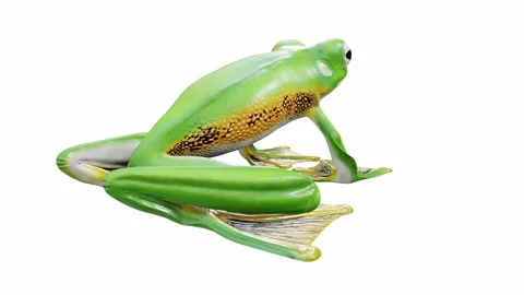 3d animation of Wallace's Flying Frog Video stock 241261530