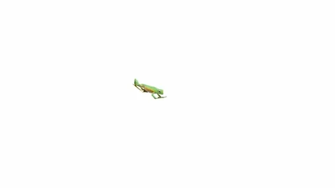 3d animation of Wallace's Flying Frog Stock Footage 241261536