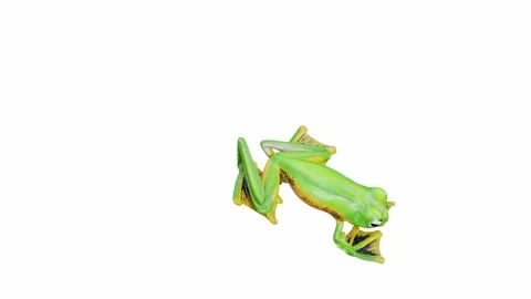 3d animation of Wallace's Flying Frog Video stock 241261553
