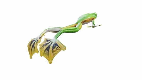 3d animation of Wallace's Flying Frog Video stock 241261555