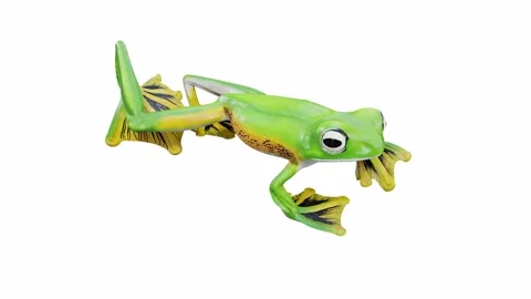 3d animation of Wallace's Flying Frog Stock Footage 241261562