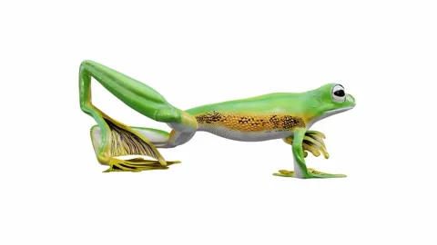 3d animation of Wallace's Flying Frog Stock Footage 241261563