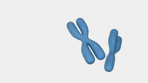 3D animation of xy chromosomes set against at white background. Stock Footage 327764981