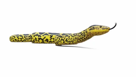 3d animation of Yellow Anaconda Stock Footage 241259489