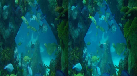 3d aquarium Stock Footage 37708604