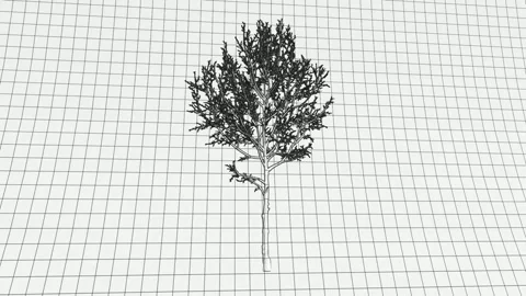 3D Bare Winter Tree Wireframe Reveal Dark Background 動画素材 339642353