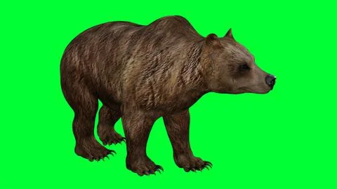 3d bear illustration with green screen background Stock Illustration
