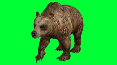 3d bear illustration with green screen background Stock Illustration