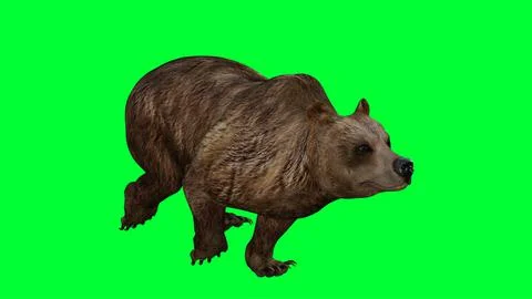 3d bear illustration with green screen background Stock Illustration