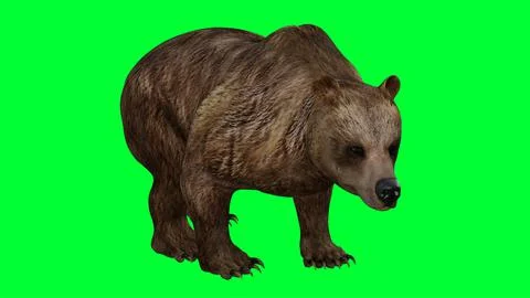 3d bear illustration with green screen background Stock Illustration