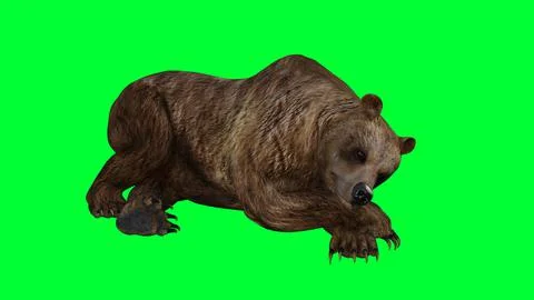 3d bear illustration with green screen background Stock Illustration