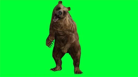 3d bear illustration with green screen background Stock Illustration