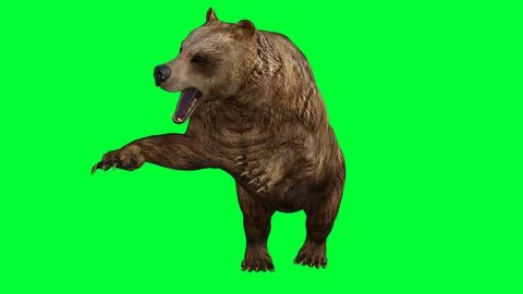 3d bear illustration with green screen background Stock Illustration