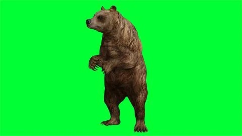 3d bear illustration with green screen background Stock Illustration