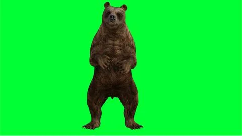 3d bear illustration with green screen background Stock Illustration