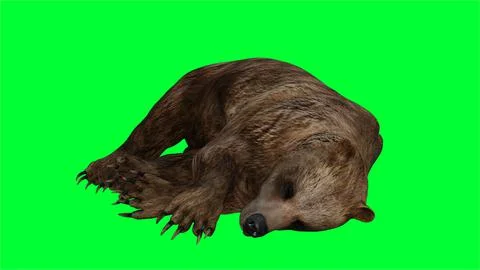 3d bear illustration with green screen background Stock Illustration