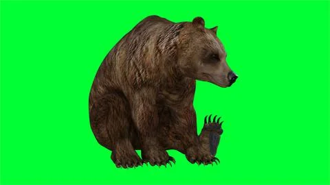 3d bear illustration with green screen background Stock Illustration