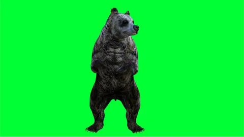 3d bear illustration with green screen background Stock Illustration
