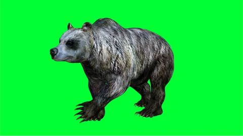 3d bear illustration with green screen background Stock Illustration