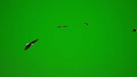 3D bird of an American bald eagle on a green screen background flying and search 動画素材 228701703