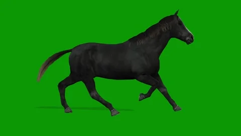 3D Black Horse Run Fast Right Side on Green Screen-Realistic Animation Stock Footage 313816680