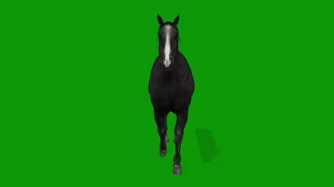 3D Black Horse Walking Front Side on Green Screen-Realistic Animation Stock Footage 313816670