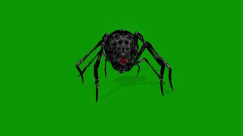 3D Black Spider Front View Animation on ... | Stock Video | Pond5