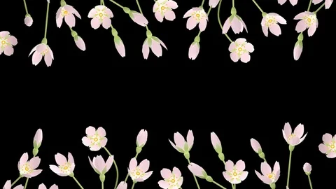 3D Blooming Cherry blossoms animation frame - line, Alpha channel Stock Footage 70911106