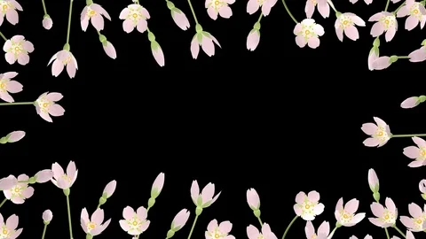 3D Blooming Cherry blossoms animation round frame - Alpha channel Stock Footage 70951367
