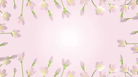 3D Blooming Cherry blossoms animation round frame Stock Footage 70951417