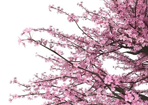 3D Blooming Sakura branches イラスト素材