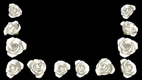 3D Blooming White Roses frame, Alpha channel Vidéo 75399665