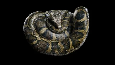 3d Boa Constrictor The World's Biggest Venomous Snake Stock Illustration
