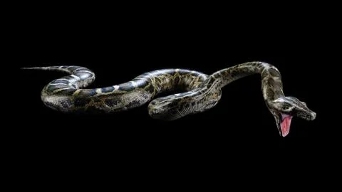 3d Boa Constrictor The World's Biggest Venomous Snake Stock Illustration