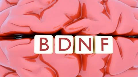 3D brain with "BDNF" letter blocks stands for Brain-Derived Neurotrophic Factor Stock Illustration
