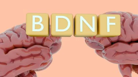3D brain with "BDNF" letter blocks stands for Brain-Derived Neurotrophic Factor Stock Illustration