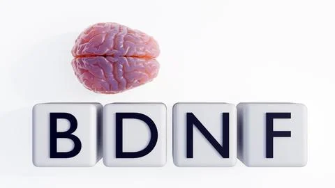 3D brain with "BDNF" letter blocks stands for Brain-Derived Neurotrophic Factor Stock Illustration