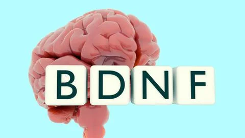 3D brain with "BDNF" letter blocks stands for Brain-Derived Neurotrophic Factor Stock Illustration