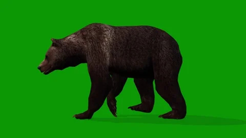 3D Brown Bear Walking Left Animation-Green Screen Wildlife Render Stock Footage 313111522